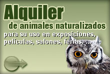 Alquiler de animales naturalizados