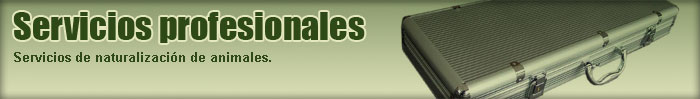 Servicios profesionales