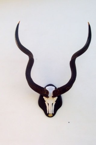 Fontal de Kudu