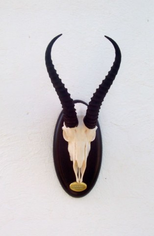 Springbok