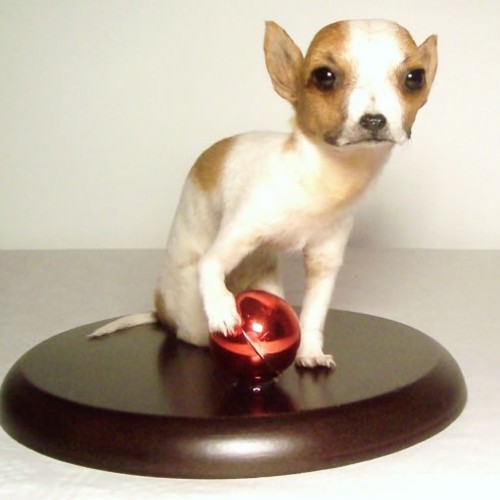 Cachorrita de chiwawa