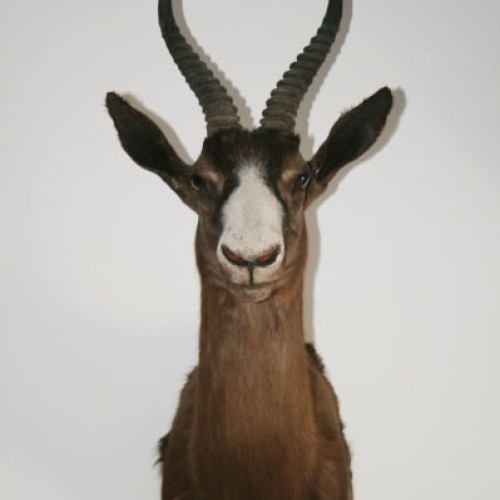 Springbock negro