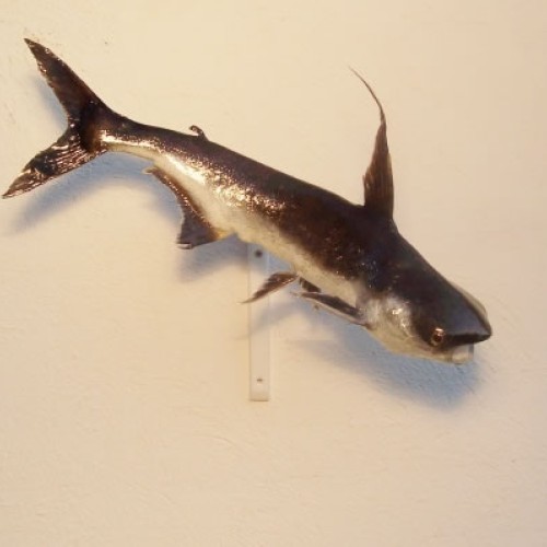 Tiburón