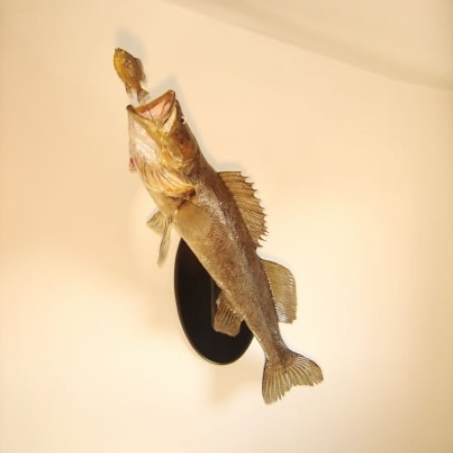 Luciperca escena