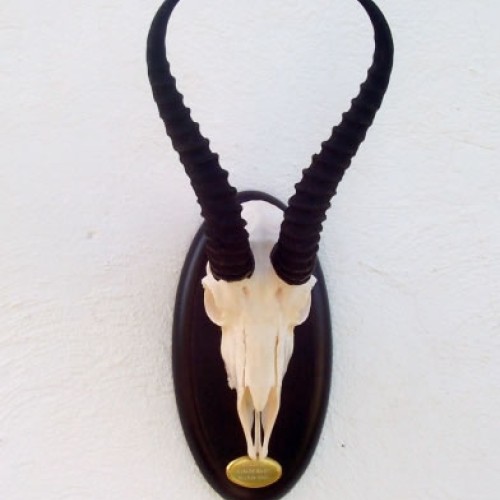 Springbok
